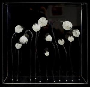 Fleurs en bouton