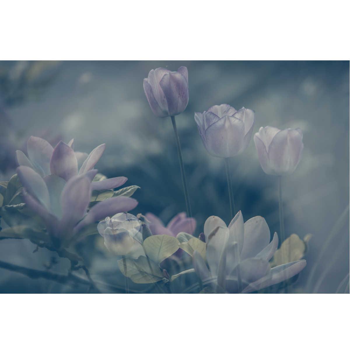 Tulipes et magnolias